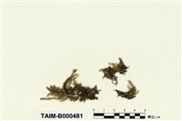藏品(灰氣苔)的圖片